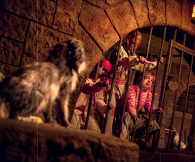 Pirates Dog